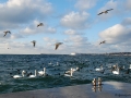 Лебеди в Севастополе